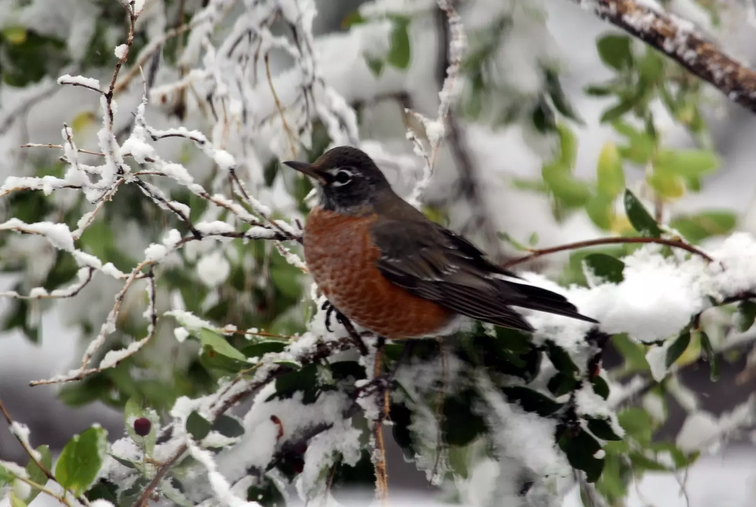 His eye is on the sparrow … And upon us