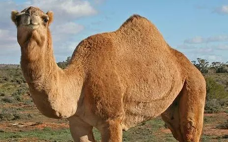 Oh, to be a \'Million Dollar Camel\'