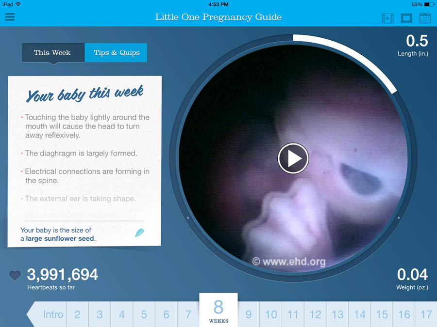 Little One Pregnancy Guide App prenatal development image