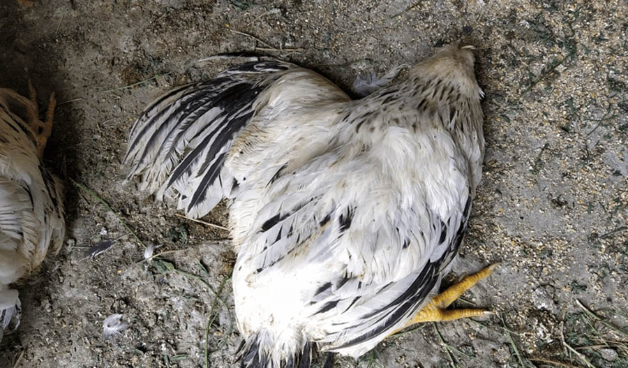 Pro-life pregnancy center attacked with ‘ritualistic’ vandalism: mutilated animal bodies